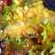 Romblon Flatworm