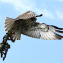 Young Red Tailed Hawk