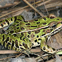 Northern Leopard Frog
