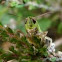 Grasshopper