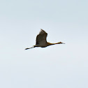 Sandhill Crane