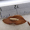 Pupa de avispilla