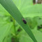 Orange-shouldered Leaf Miner