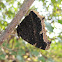 Mourning Cloak butterfly