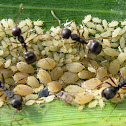 White aphids