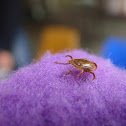 Paralysis tick of Australia