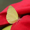 Grass yellow butterflies