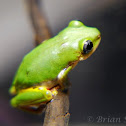 African Reed Frog
