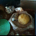 Hermit crabs