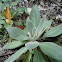 Mullein