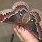 Promethea moth