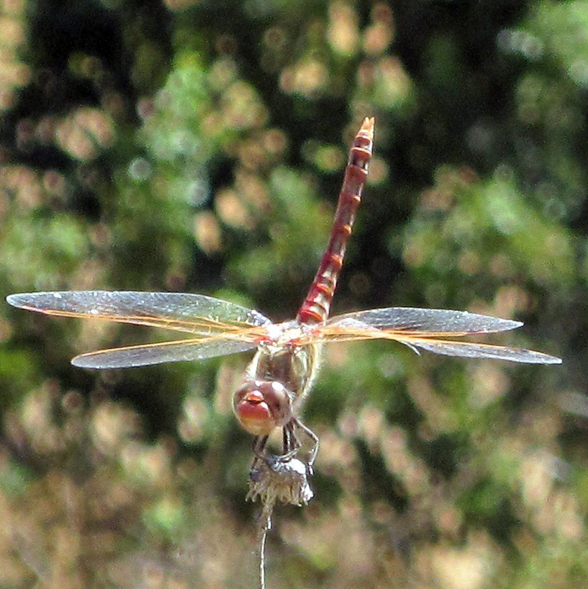 Variegated Meadow Hawk