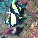 Moorish idol
