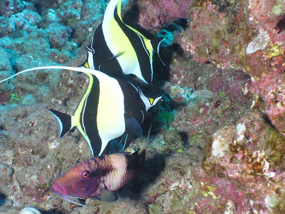 Spotting Image 1