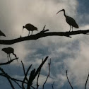 Australian White Ibis