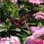 Hummingbird Sphinx Moth