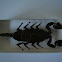 Malaysian Forest Scorpion (preserved)