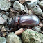 Rhinoceros beetle - Nashornkäfer
