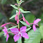Fireweed