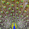Peacock2.jpg