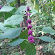 American beautyberry