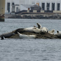 harbor seals