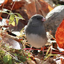 Dark-eyed Junco