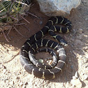 Common Kingsnake