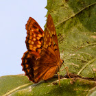 Tawny emperor