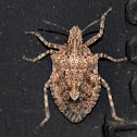 Brown Marmorated Stink Bug