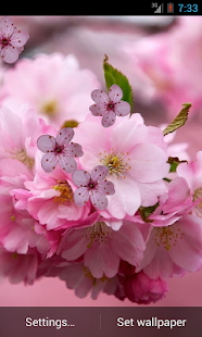 How to mod Cherry Flower Live Wallpaper patch 3.0 apk for pc