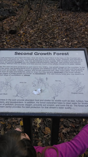 Second Growth Forest