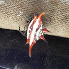 Kite Spider