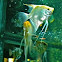Golden Angel Fish