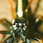 Large Jawed Jumping Spider