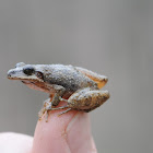 Mountain Chorus Frog