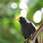 Grosbeak Starling