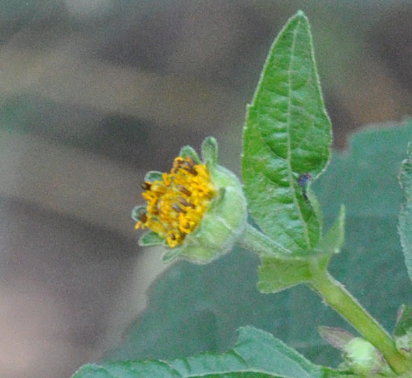 Spotting Image 1