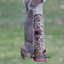Eastern Gray Squirrel