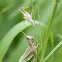 Shorthorn (Short Antennae) Grasshopper