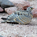 lichtenstein's sandgrouse