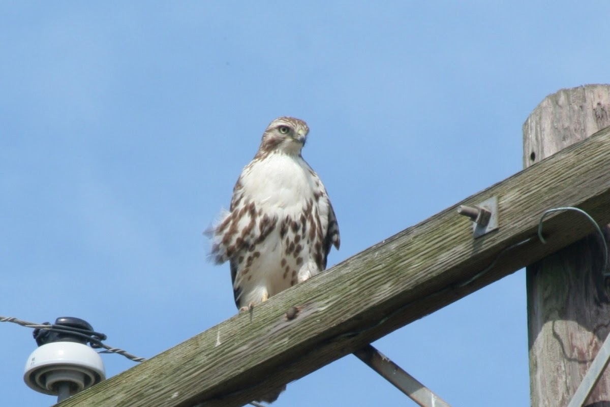 Red-Tailed Hawk (Juvenile)