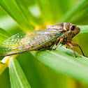 Cicada