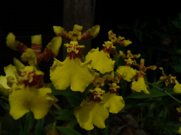 Spotting Image 1