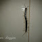 Centipede
