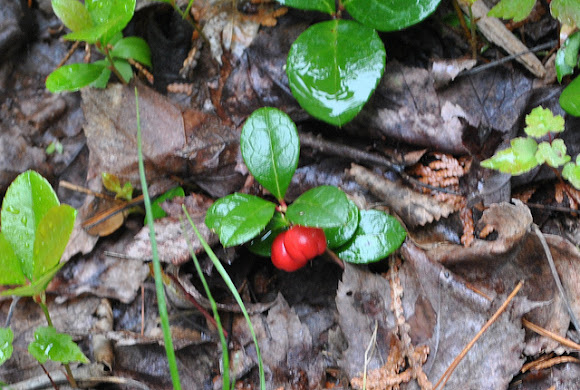Spotting Image 1