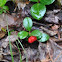 Wintergreen