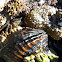 Young Striped Shore Crab