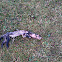 Beech marten