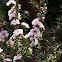 Apple Blossom Tea Tree